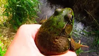 Learn about the Green Frog