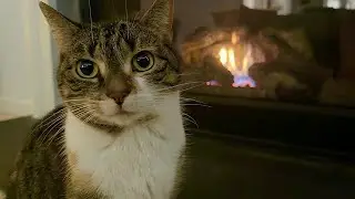 Уютные коты отдыхают у камина 🐾🔥