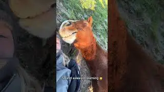 Laying down with your horse #sleeping #horse