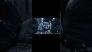 No one heard him crying #cat #kitten #rescue #cinematic