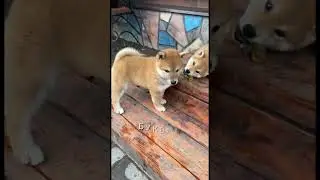Время найдётся? #дземби #shiba #mini shiba #сиба