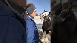 Арина Либонтова, Titanium Stud Farm. Часть1: малышки Тира и Руна породы тинкер.