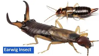 Earwig Insect Facts | What Are Earwigs?
