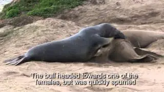 Elephant Seals at Ano Nuevo SP  Jan 2015