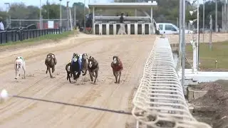 Should Florida voters ban greyhound racing in Sunshine State?