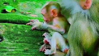 monkey funny video, bibi is very hospitable, cute baby monkey, monkey funny video