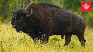 🇨🇦 Manitoba Kanada Fotografie Reise Dokumentation 📷  Benjamin Jaworskyj