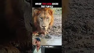 Even Lions Fear Turtles&hellip; But Not Cats 🐢🦁😼 #trending #animals #wildlife #youtubeshorts #cat #lion