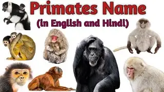 10 Amazing Primates Name For Kids | Monkeys,apes and more | Bandaron ke naam