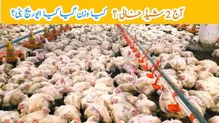 Broiler Chicks Day (38) ? 🐤🐥 | control shed broiler chicken farming | Amin Hamid Dar @aahadtv471