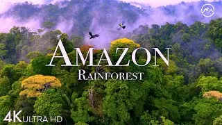Amazon 4k - The World&rsquo;s Largest Tropical Rainforest | Jungle Sounds | Scenic Relaxation Film 2023