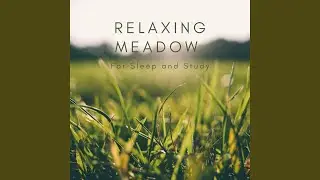 Relaxing Meadow Birds for Yoga