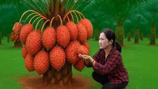 Harvesting rare wild fruits on ancient trees to sell | Curious crowds jostled to try this fruit.