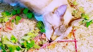 Feline Delight: Cats Enjoying a Delicious Catnip Feast