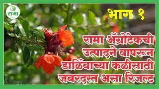 रामा ॲग्रोटेकची उत्पादने वापरून डाळिंबाच्या कळीसाठी निघाला जबरदस्त असा रिजल्ट | Rama Agrotech