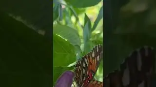 The passion in the butterfly #life #prepper #lifestyle #survival #foraging #meditation #relaxing