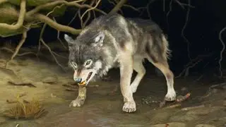 Meeting The Wolf For The First Time Ghost Of Yotei (How To Unlock The Wolf)