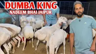 Dumba King Nadeem Bhai Top Quality Dumba Setup In Jaipur