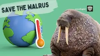 What Do Walruses Eat? | Deep Dive into the Walrus Diet & Lifestyle