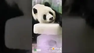Urso Panda 💗💗🐼💗💗