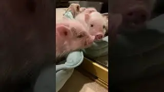 Cute baby animal - The pig looks itself in the mirror #shorts