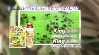 Banana Defense Solutions | Control Weevils, Aphids & Leaf Rollers for Higher Yields（Part II）