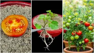 Grow tomatoes easily at home
