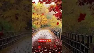 Autumn Road Beauty 🍁✨ | Most Relaxing Nature Video#viral #trending #shorts