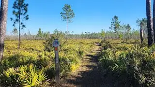 The Florida Trail: Osceola National Forest - West Tower to Deep Creek