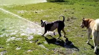 roxy water