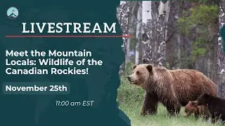 Meet the Mountain Locals: Wildlife of the Canadian Rockies!