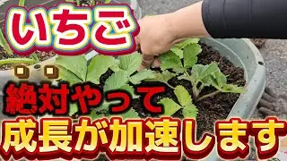 【いちご】大きく育てるには必ず〇〇する必要があります。早く育てるにはコレをして！！