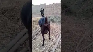 Worlds Most Rare Goat Breed  | Documentary  #shorts  #ytshorts  #goat