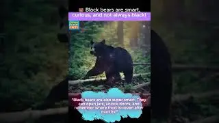 🐻 Black bears are smart, curious, and not always black! #blackbears #bearawareness #funtalkfriends