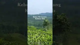 Kebun Teh Lawang Kedaton Tiris