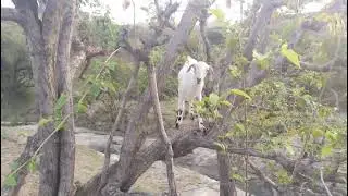Goat climbing on the Tree