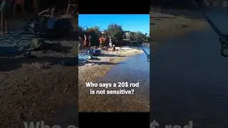 Who says a 20$ rod isn't sensitive?