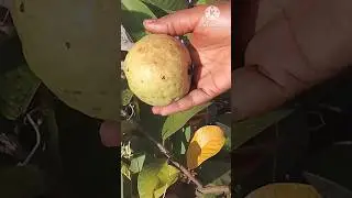 First Guava harvest from my garden| Guava|#guava