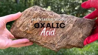 How to Clean Petrified Wood with Oxalic Acid: Step-by-Step Guide, Cheap DIY Brighten & Sanitize Wood