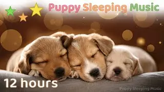 ☆ 12 HOURS ☆ Dog Sleep Music 🐶💗 Puppy Sleeping Music 💤🎵 Anti Separation Anxiety Healing