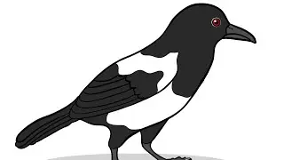 How to Draw MAGPIE BIRD