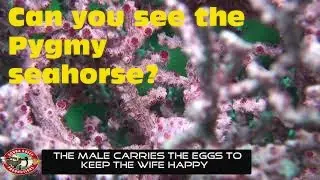 60 second guide to the pygmy seahorse