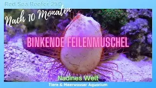 Teil 7 Blinkende Feilenmuschel /Red Sea Reefer nach rund 10 Monaten/ neue Fische + Korallen/Wachstum
