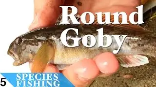 Round Goby #5 Bait Fishing Lake Michigan - Species Fishing