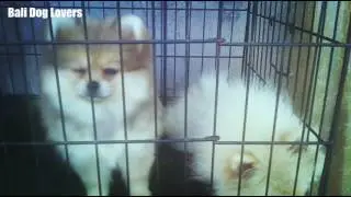 Bali Dog Lovers