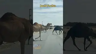 Desert Kings: The Pride of Saudi Arabia #saudiaarbia #habibitamizhan #middleeast