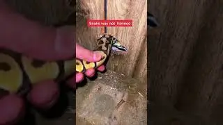 Snake vs Rats...