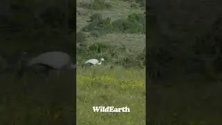A spectacular blue crane, the South African national bird. Two of them arrived at Amakhala today!