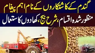 Wheat Sowing Time in Punjab Pakistan ||