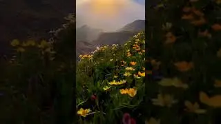 Roam the planet&hellip;Spring flowers season-Georgia, northcaucasus
